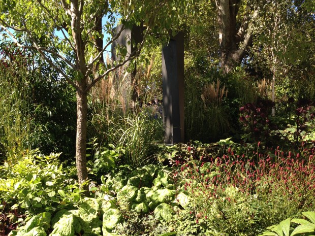 Pyrus betulaefolia 'Southworth Dancer' at 'Cross Roads'. Janna Schreier