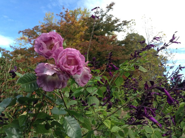 Roses and Salvia at Woodgreen. Janna Schreier