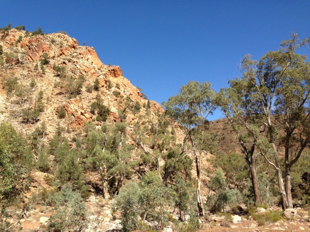 Trees growing out of rock in the Flinders Ranges