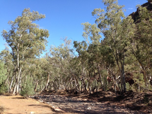 Trees lining the creek bed in the Flinders Ranges. Janna Schreier