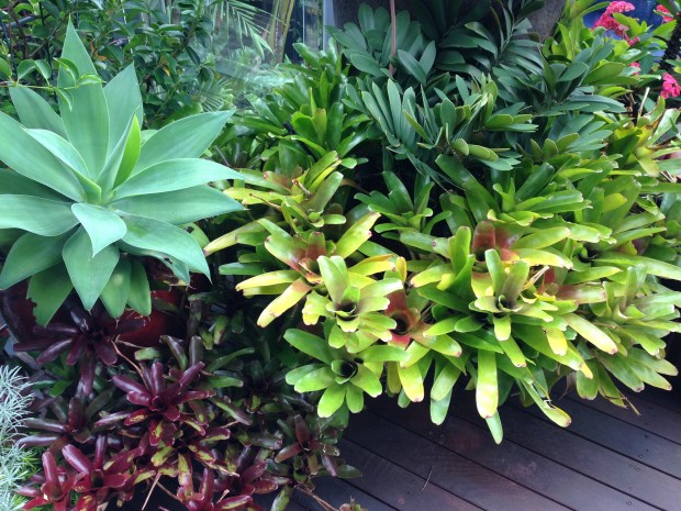 Bromeliads and other drought tolerant plants on the decking. Janna Schreier