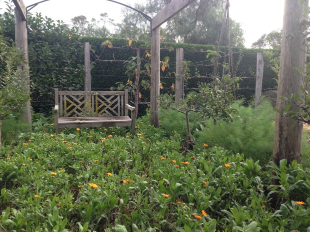 Calendula carpet at Glenmore House vegetable garden. Janna Schreier
