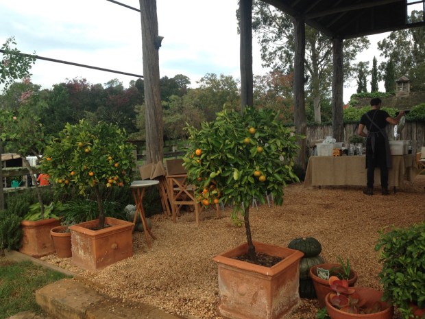 Citrus guarding an entrance at Glenmore House. Janna Schreier