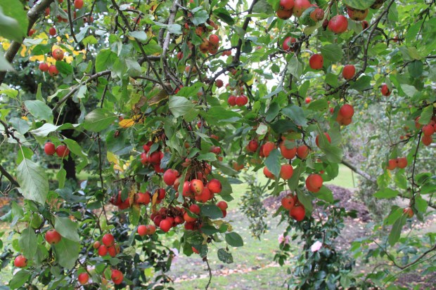 Colourful crab apples at Cruden Farm. Janna Schreier
