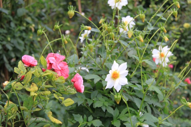 Dahlia and roses at Cruden Farm. Janna Schreier