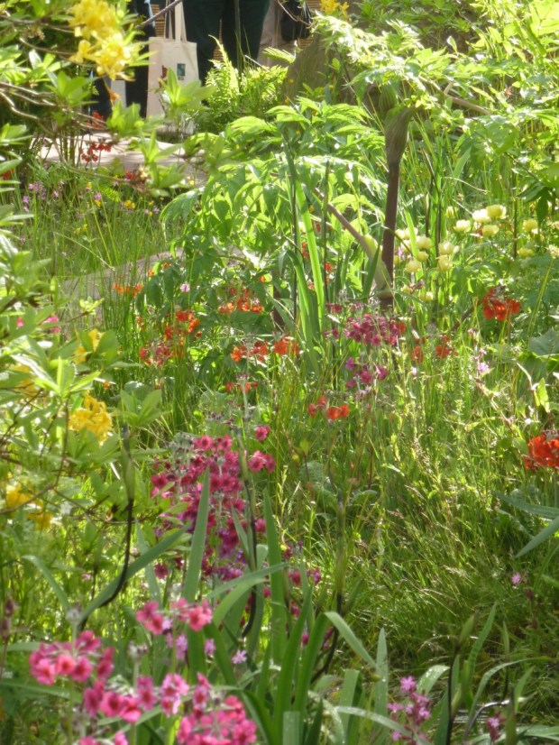 Dan Pearson's Chatsworth primulas