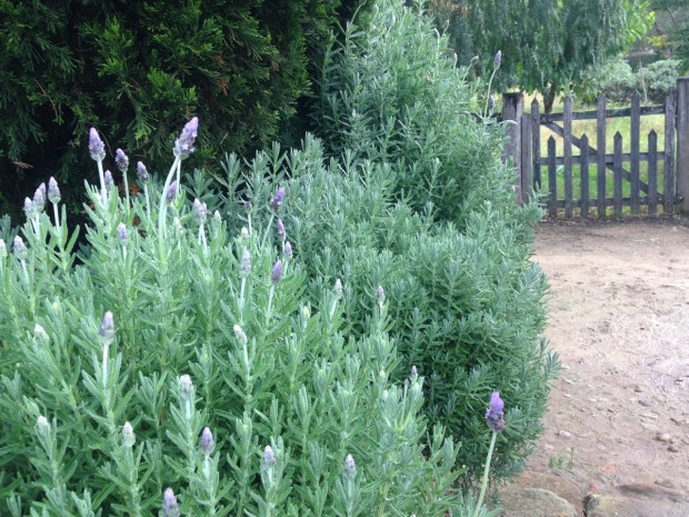 Lavender and conifers. Janna Schreier