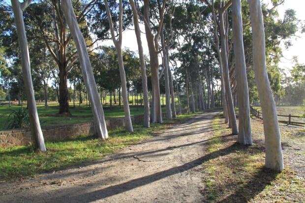 Lemon scented gum lined driveway at Cruden Farm. Janna Schreier
