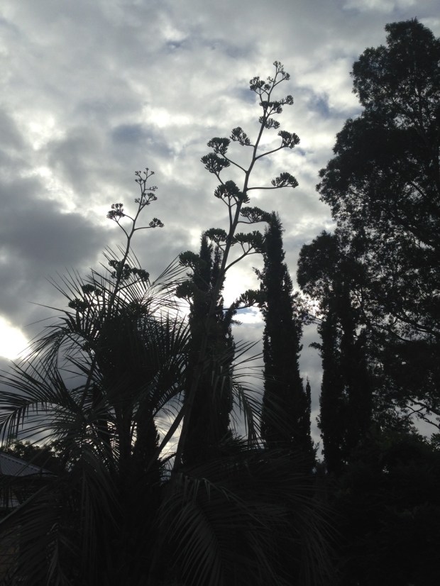 Plant silhouettes at Glenmore House. Janna Schreier