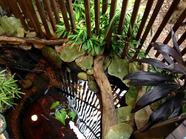 Pond at Saturday. Janna Schreier