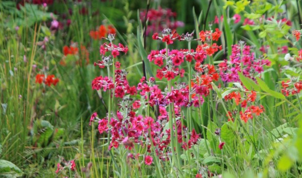 Primulas in Dan Pearson's Chatworth garden