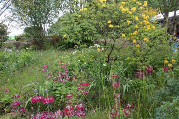 Rhodendron luteum in Dan Pearson's Chatsworth garden