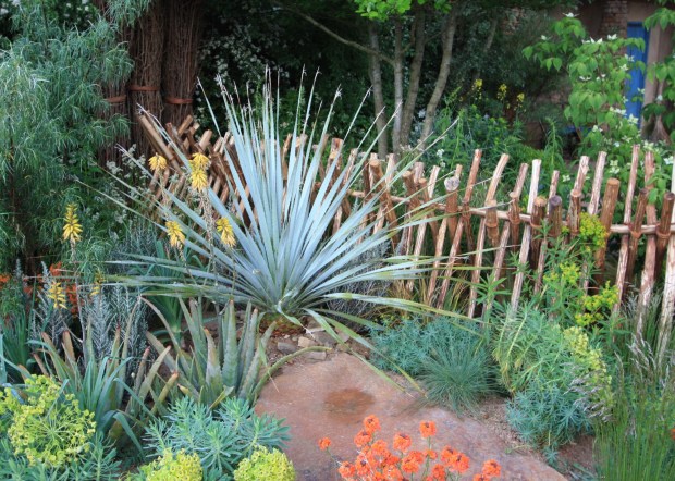 Succulents at Sentable Chelsea 2015