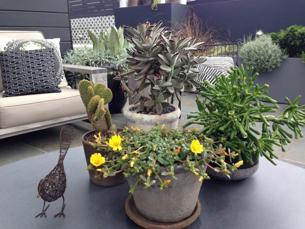 Adam Robinson's Roof Terrace Garden. Janna Schreier