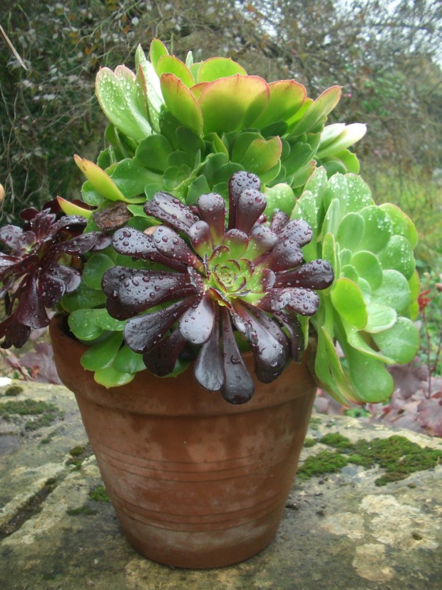 Aeoniums at Hidcote. Janna Schreier
