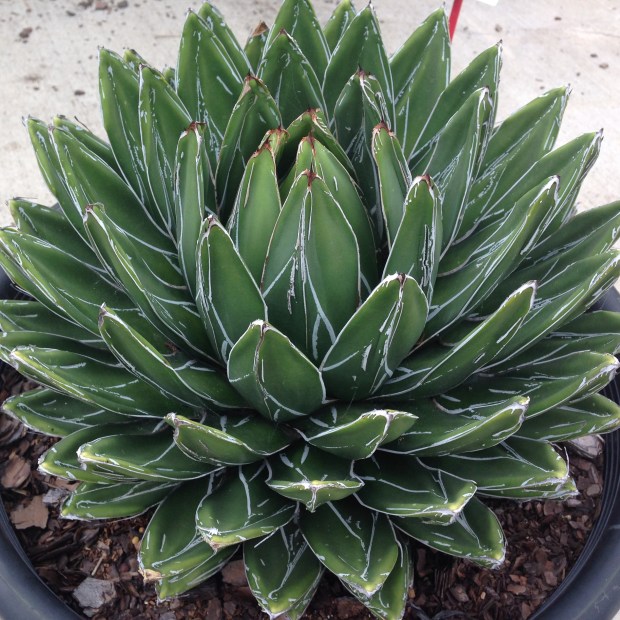 Agave victoriae-reginae. Janna Schreier
