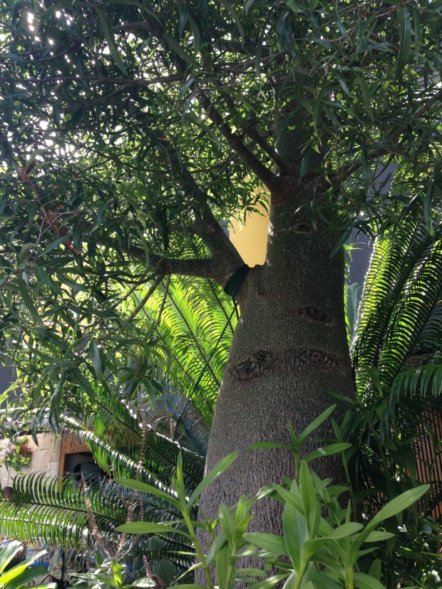 Brachychiton bottle tree. Janna Schreier
