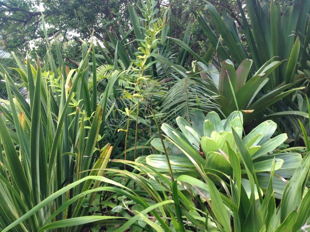 Bromeliads and strappy forms. Janna Schreier