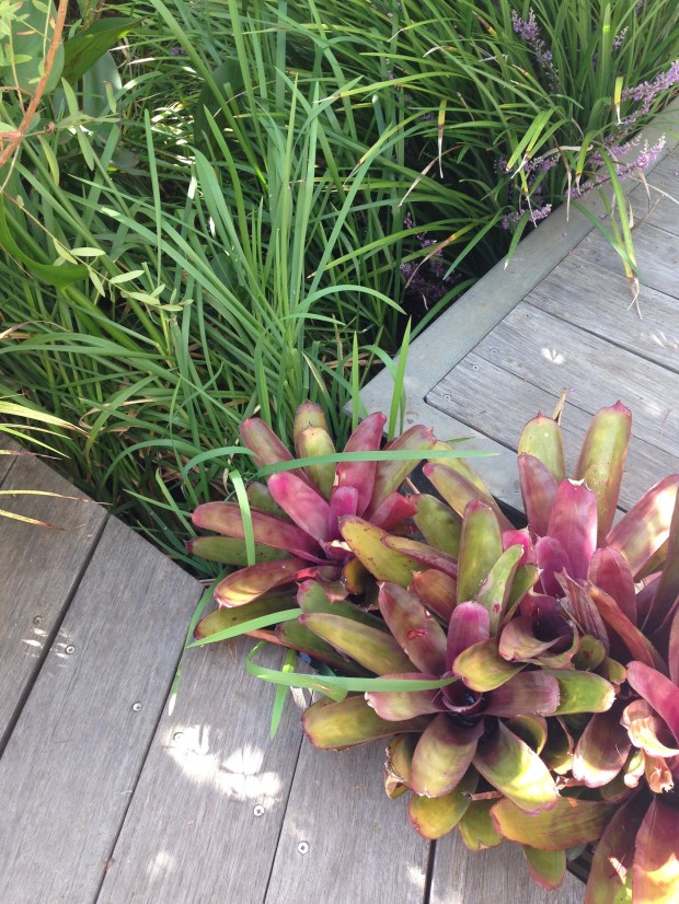 Bromeliads fill spaces between pathways. Janna Schreier