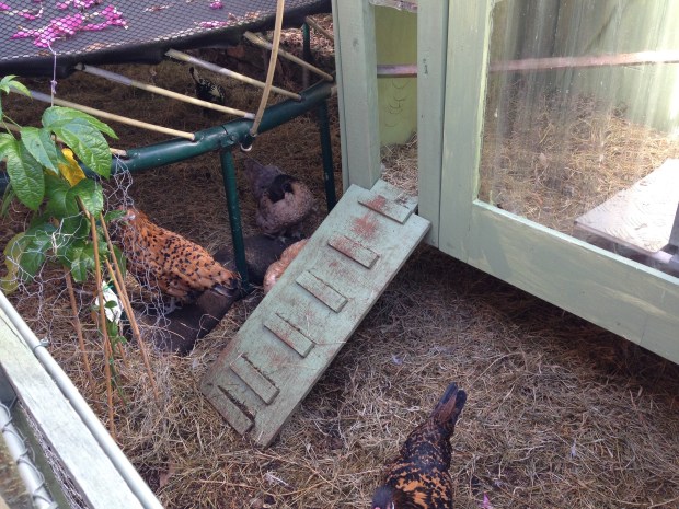 Chicken coop under the trampoline. Janna Schreier