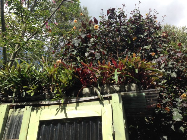 Chicken house planted roof top. Janna Schreier