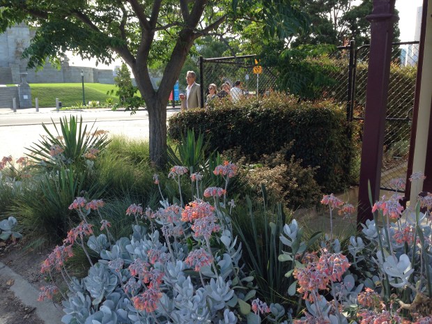 Cotyledon at the Melbourne Botanic Garden. Janna Schreier
