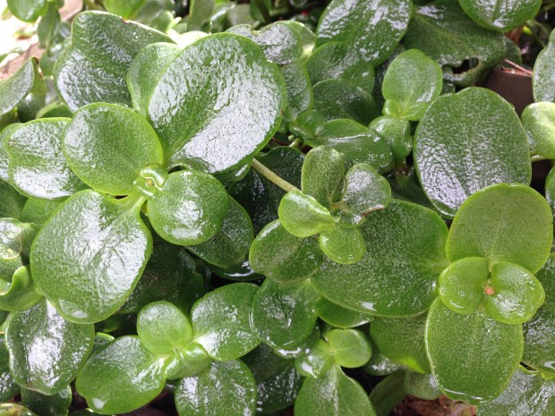 Crassula multicava. Janna Schreier