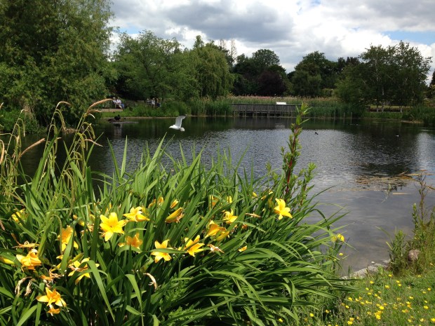 Daylilies in Regent's Park. Janna Schreier