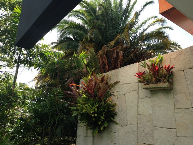 Drought resistant hanging baskets. Janna Schreier