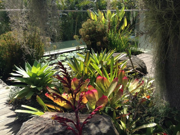 Drought tolerant colour. Janna Schreier