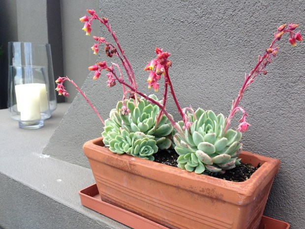 Echiveria trough. Janna Schreier