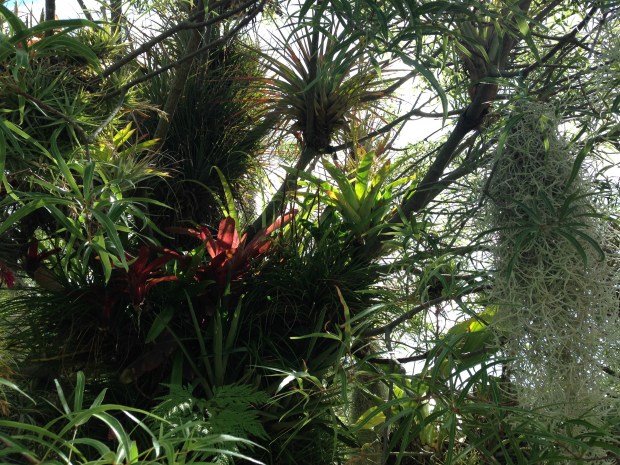 Epiphytes at Mark Paul's garden. Janna Schreier