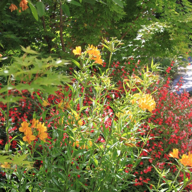 Hot colours garden bed