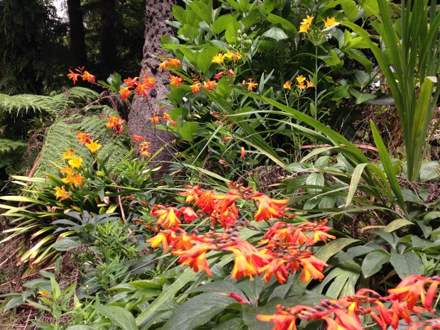 Hot Crocosmia and Alstroemeria colours