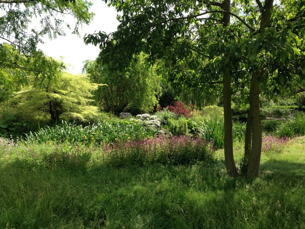 Informal planting in Queen Mary's Garden, Regent's Park. Janna Schreier