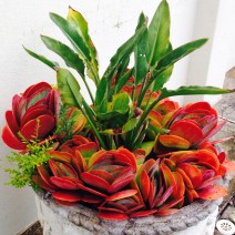 Kalanchoe 'Flapjack' colour