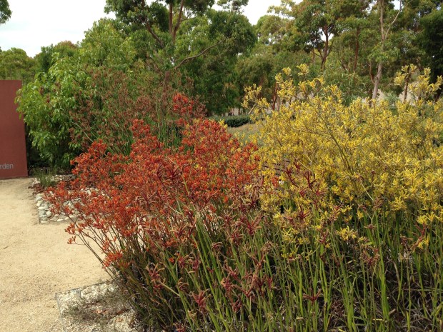 Kangaroo paws at Cranbourne