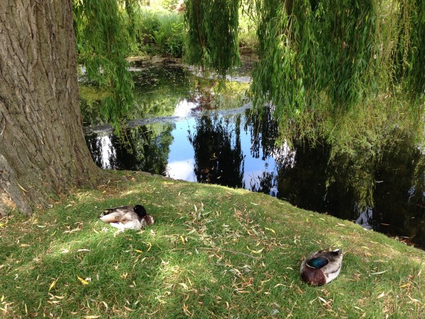 Mallard ducks in Regent's Park. Janna Schreier