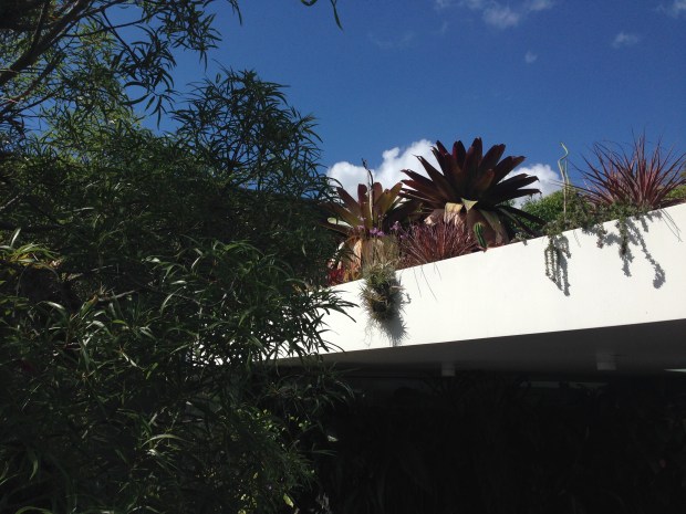 Mark Paul's roof top garden. Janna Schreier