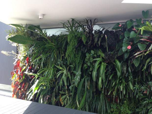Mark Paul's vertical garden. Janna Schreier