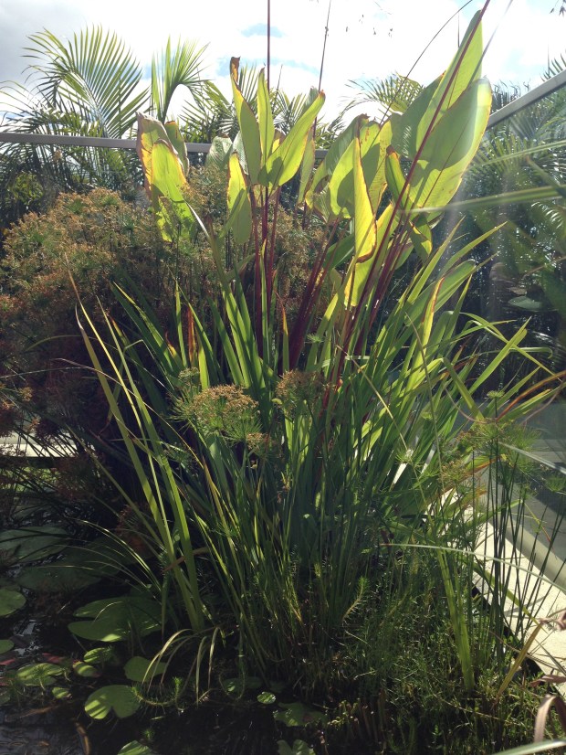 Mark Paul's water garden. Janna Schreier