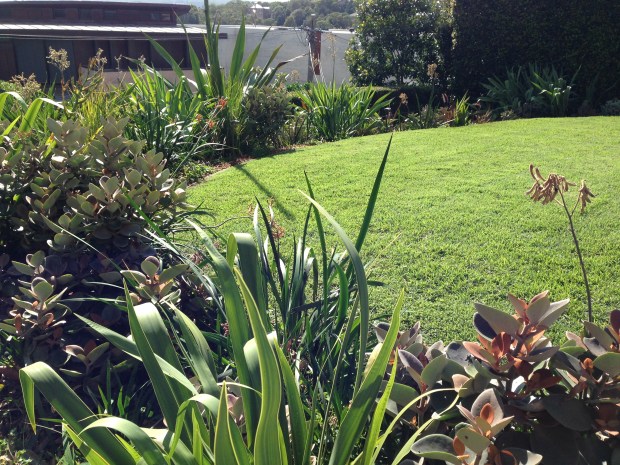 Mosman succulents by Jane Stark. Janna Schreier