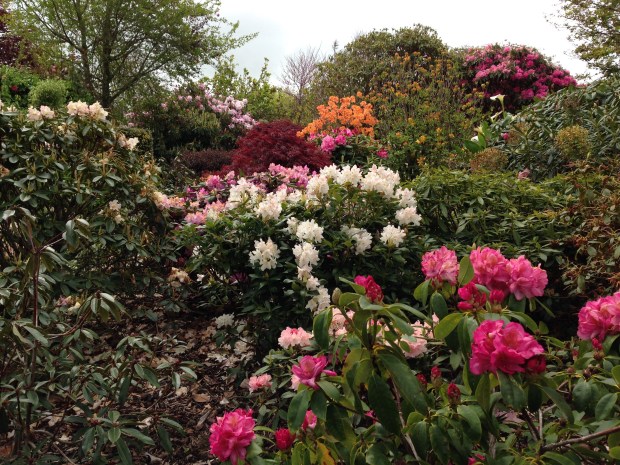 Oranges, cream, white and pink Rhododendron