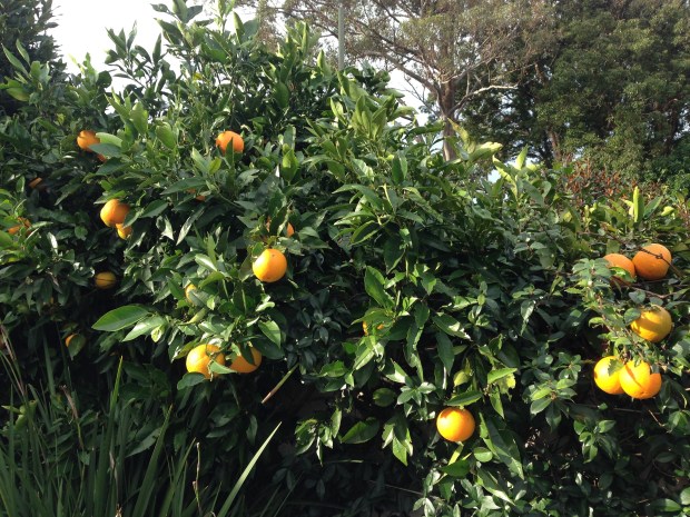Oranges in my garden