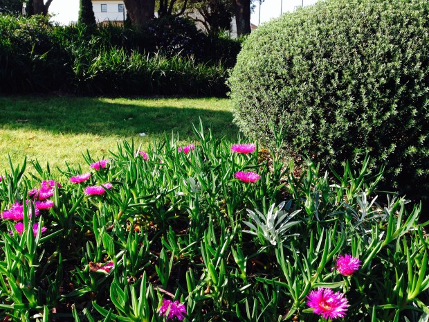 Pigface ground cover. Janna Schreier