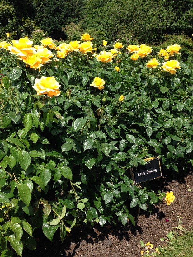 Rosa 'Keep Smiling' in Regent's Park. Janna Schreier
