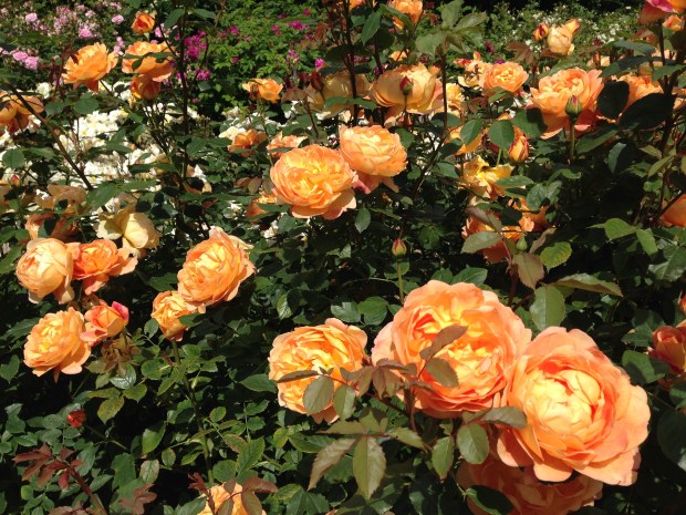 Roses in Queen Mary's Garden, Regent's Park. Janna Schreier