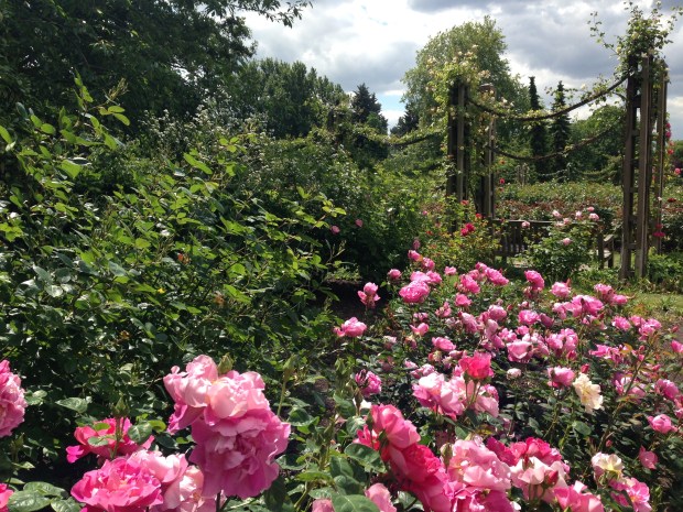Roses in Queen Mary's Garden, Regent's Park. Janna Schreier