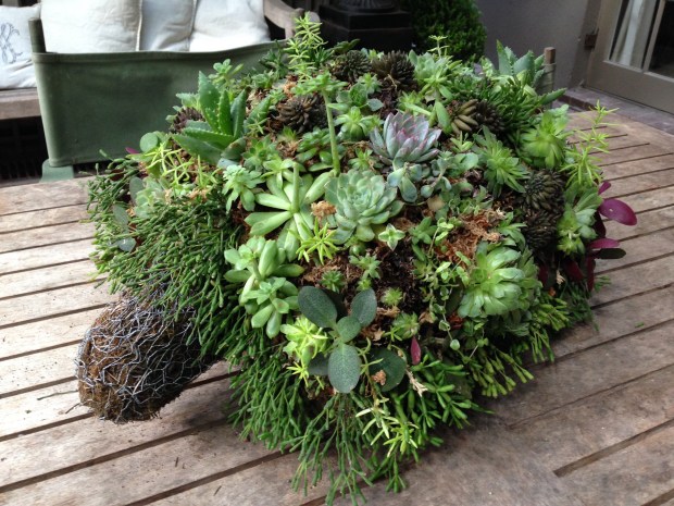 Rosie's Succulent Tortoise. Janna Schreier