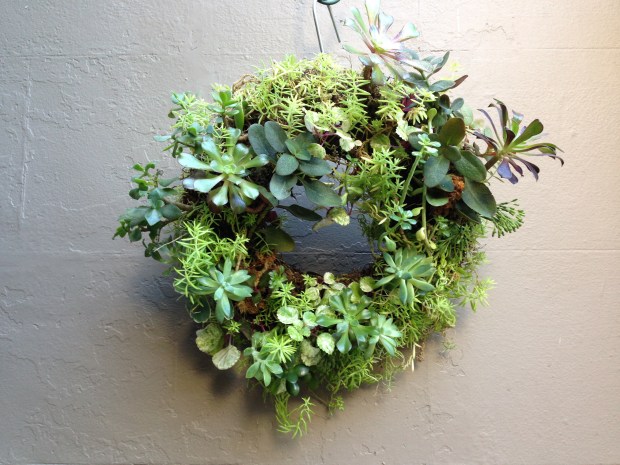 Rosie's Succulent Wreath. Janna Schreier